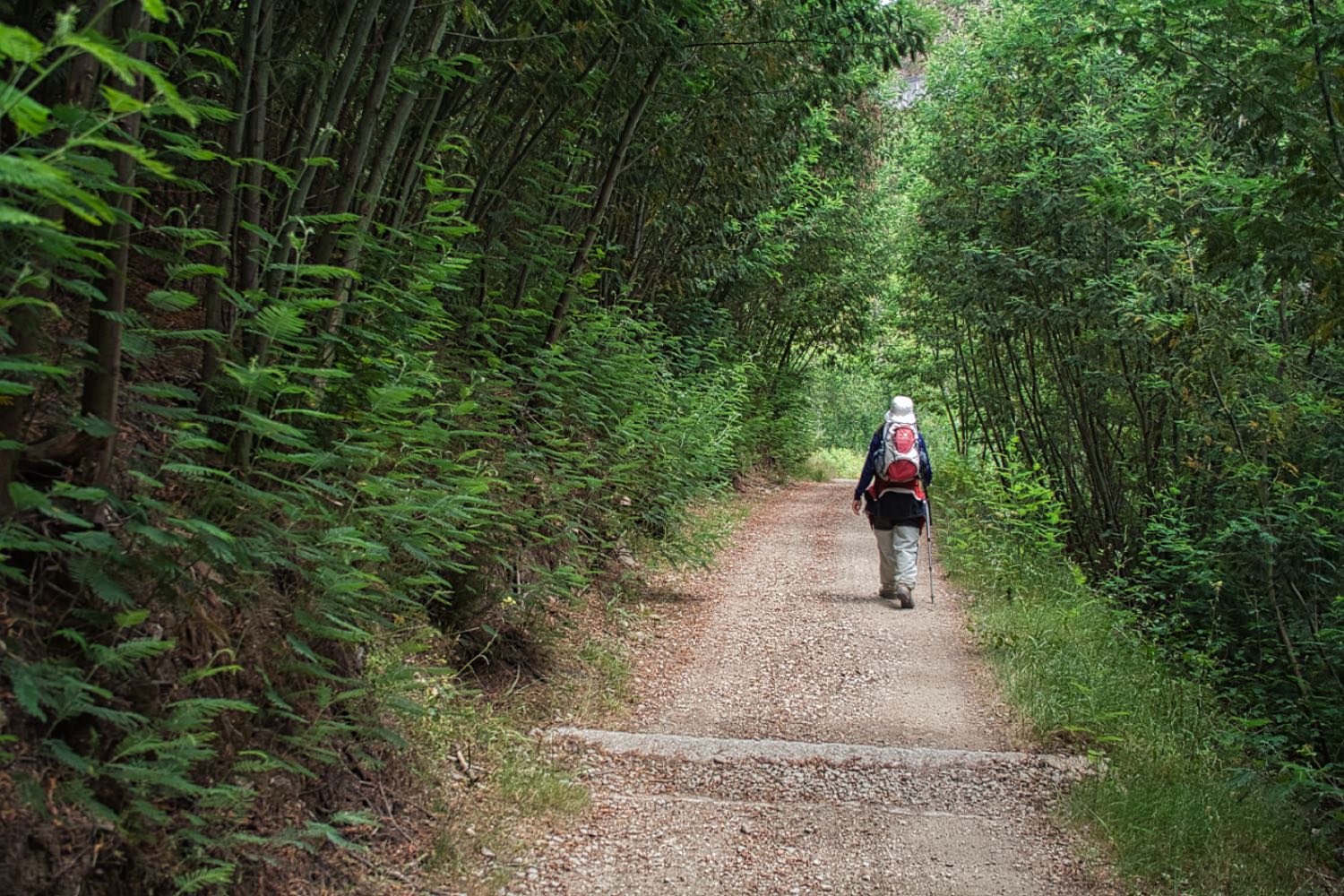 Camino